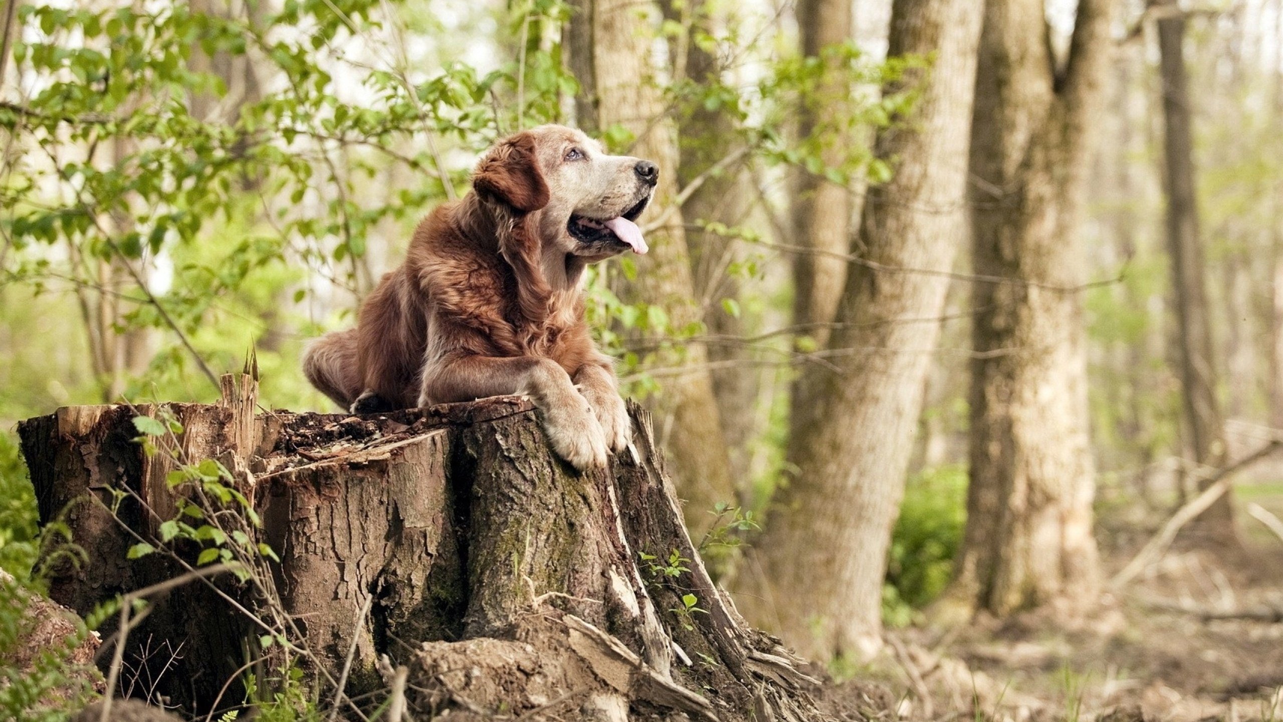 _骑士新秀表现抢眼，展现大未来_，骑士队新秀